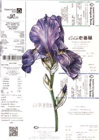 Iris_a4_2021